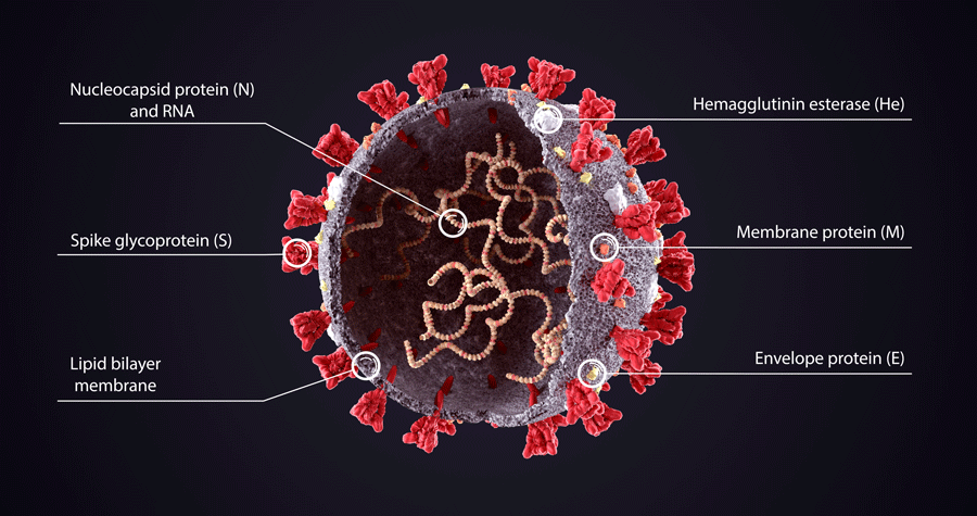 ウイルスの構造