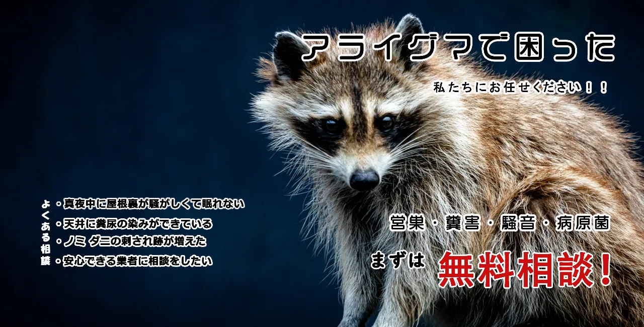 福岡のアライグマ駆除業者