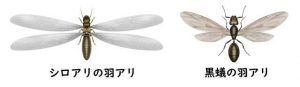 クロアリシロアリ羽あり